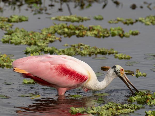 Roseate spoonbill (Platalea ajaja)